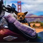 Mike Mchone - @nomad_mike - Instagram