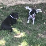 Mike & Miley - @doggies_068 - Instagram
