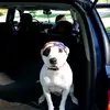 doggy - @mikemolitor552 - TikTok