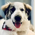 Mike & Momo - @wheres_momo - Instagram