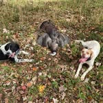 Mike Morrell - @turkeydogman - Instagram