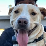 Mike Mosley - @onemanandhisdog22 - Instagram
