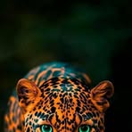 Mike Nicolas - Facebook