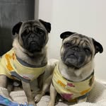 Mike 🐶 Niko 🐶 - @mike_niko.pug - Instagram