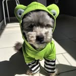 Mike Mafioso - @mikeperigoso - Instagram