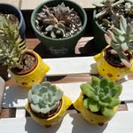 @mikepipebun - Instagram