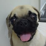 Mike Pires - @mike_pug_ - Instagram