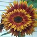 Mike Pittenger - Facebook