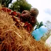 mike _shurger _plum - @harleymarley31 - TikTok