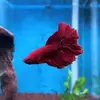 Mike_poisson_combattant - @mike_poisson_combattant - TikTok