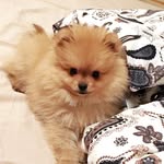 Mike - @mike_polishpomeranian - Instagram
