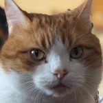 Mike 🐱🐾 - @mike.pridgeon - Instagram