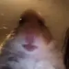 Hamster(edit)💀 - @mike.quick57 - TikTok