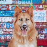 Sarah, Mike, Bear, & Ranger - Adventuring Partners in Crime - @greatlakespack - Instagram