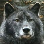 Mike Raynor - @dawolf232 - Instagram