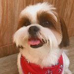 @mike_reis.dog - Instagram