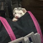 Mike Runnels - @ferret.father - Instagram