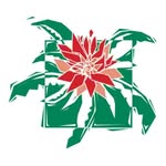 Mike Salvi - @tropicaltouchairplants - Instagram
