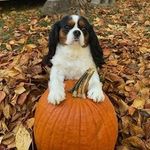 Mike Setzer - @mikesetzer6 - Instagram