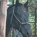 Mike Shipley, Bearpaw - @bearpaw_performance_horsezdogs - Instagram