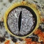 Mike Soltis - @dragontownreptiles - Instagram