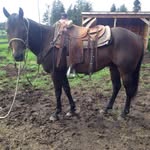 Mike Somerville - @cowboymike002 - Instagram