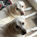 Mike Spangler - @lunaluluwhitelabs - Instagram