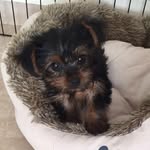 @mikes_paw - Instagram