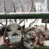 ˏˋ★❄️𝐌𝐈𝐊𝐄𝐘!!⛸️🦌⋆｡°✩ - @mikeyspaw - TikTok
