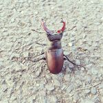 Mike Timm - @rocketstagbeatle - Instagram