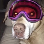 mike vest - @630mike - Instagram