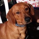Mike Vidal - @dog.mikevidal - Instagram