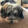 Our Dog Cooper - @mikeviggiano745 - TikTok