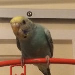 Mike  Morris-Voyles-DeShong - @miketheparakeet - Instagram