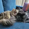Mike wachowski - @cats_millivanilli - TikTok