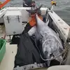 mikebocwinski812 - @captmike903 - TikTok