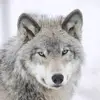 🐺Mikewolf🐺 - @migueltrujillo2221 - TikTok