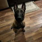 Mike Wolfe - @second_chance_dog_training - Instagram