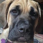 Mike Wolfman Melanson - @mikemelanson2003 - Instagram