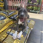 Mike Woolf - @lobo_530 - Instagram