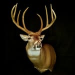 Mike Zimmerman - @mike_zimmerman_mikes_taxidermy - Instagram