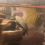 Mikey Powers - @mikey_powers_the_turtle - Instagram