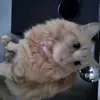 Mikki938 - @mikki_thomas123 - TikTok