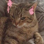 Miko Johnson - @miko_de_cat - Instagram