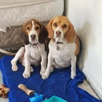 Mila / Cooper - @mila_cooper77 - Instagram
