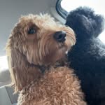 Mila & Cooper - @adventuresofmilaandcooper - Instagram