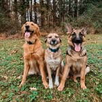 Mila, Cooper & Hondo - @themilacoophondoshow - Instagram