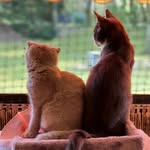 Mila und Cooper Cat - @mila.cooper.cat - Instagram