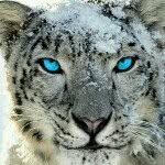 milacordero - @icediamond212 - Instagram