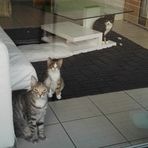 Mila &amp; Henry - zwei Chaoten mit Herz - Facebook